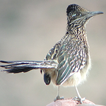 Birding: Image 1 of 12