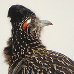 Birding: Image 9 of 12