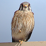 Birding: Image 2 of 12